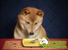 海鲜对狗狗的影响及之解决方法