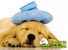 狗狗的血型介绍及输血方式