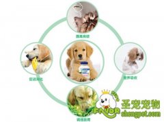 养狗狗不能不准备的药品