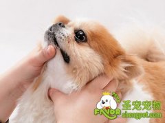 喂狗狗吃药的方法与注意事项