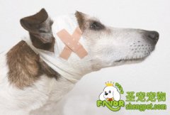处理狗狗外伤的方法及注意事项