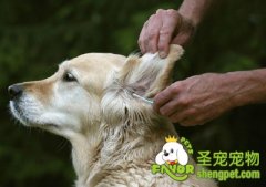 狗狗耳朵清洁的方法