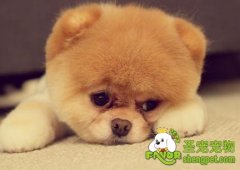 狗狗感冒的症状及预防方法