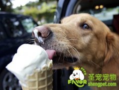 夏天给狗狗消暑需要注意什么