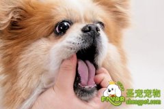 喂狗狗吃药的方法步骤建议