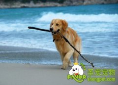 带狗狗去海边须注意的事项