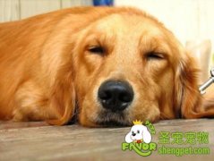 给狗狗结扎需要注意的事项