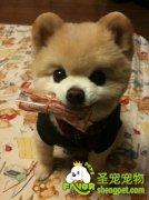 柴犬喂养的规则