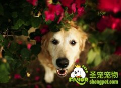 如何让狗狗开心?