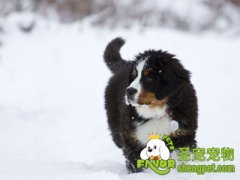 照顾幼犬必须了解的注意事项