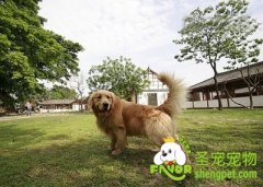 避免狗狗中暑的其余方式