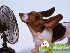 狗狗经常吹空调会有哪些危害