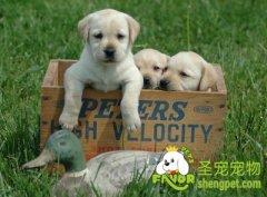 狗狗幼犬期饮食注意事项