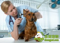 狗狗日常检查的项目与方法