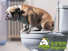 引起狗狗便秘的原因及预防方法