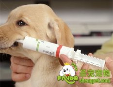 狗狗传染病的预防措施