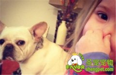 狗狗经常放臭屁的原因