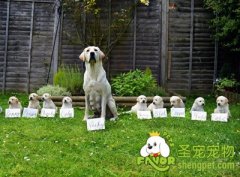 怎样判断狗狗是否怀孕