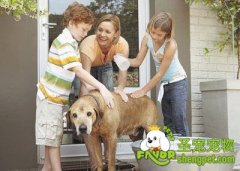 给狗狗洗澡需要注意哪些事项