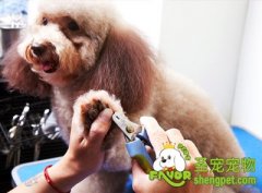 给狗狗剪指甲的原因及修剪方法