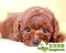 泰迪犬关节脱臼了怎么办