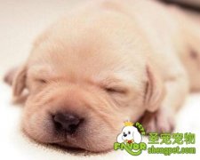 如何治疗狗狗的感冒