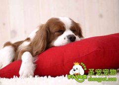 狗狗的耳朵保健与清洁的方法