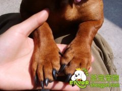 狗狗指甲护理方法及常見问题须知