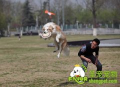 怎样训练狗狗学会服从