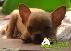 狗狗体臭味道的常见原因