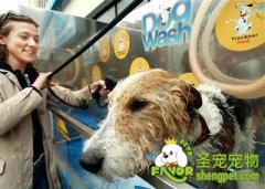 怎样去除狗狗臀部脚部的异味