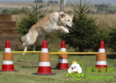 纠正狗狗吠叫偏食不良习惯的方法