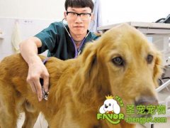 狗狗意外受伤的急救方法