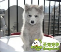 哈士奇在冬季如何喂养