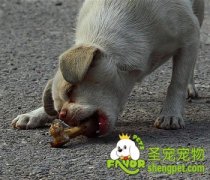 那些骨头狗狗不能吃