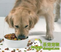 狗狗食物的用品有哪几种