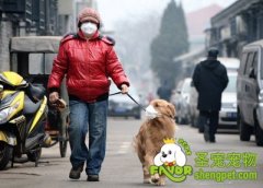 遛狗狗需要注意的事项