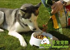 怎样选择适合狗狗的食盆及粮食