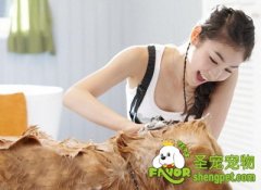 怎样挑选适合狗狗的香波