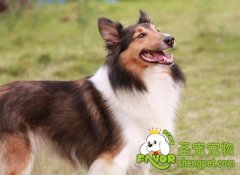 怎样从狗狗的表现判断病情