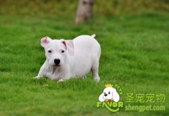 不能忽视的狗狗常见疾病