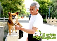 适合老人饲养的犬种及须注意事项