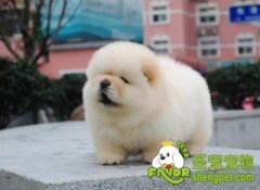 狗狗断奶后的注意事项