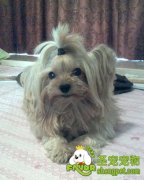 狗狗的日常该如何护理