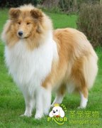 喜乐蒂的饲养方法与技巧