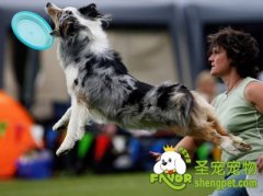 狗狗日常习惯的训练方法