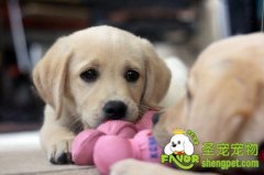 造成狗狗忧郁的原因及解决方法