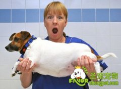 狗狗吃多了不消化怎么办?