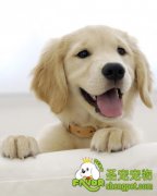 喂养狗狗有哪些需要注意的事项