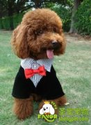 怎么给狗狗穿衣服，需要注意什么